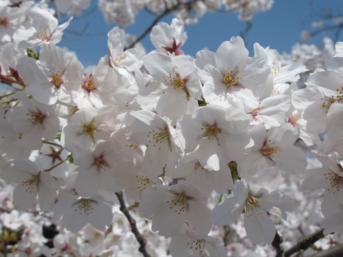姫路城の桜満開