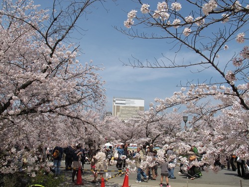 姫路城の桜満開