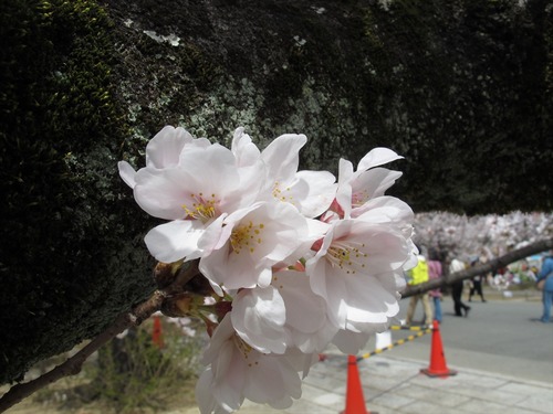 姫路城の桜 4月1日