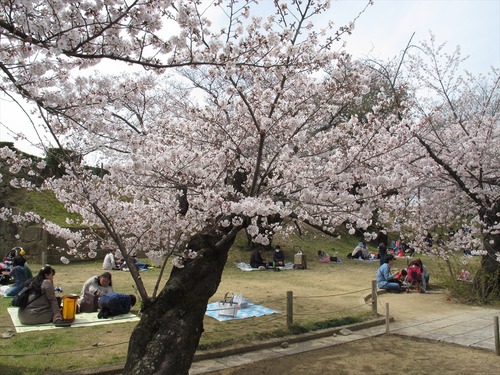 姫路城の桜 4月1日