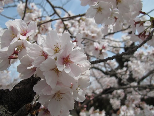 姫路城の桜 4月1日