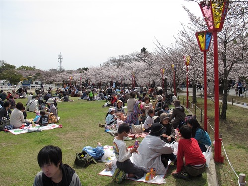 姫路城の桜 4月1日 お花見