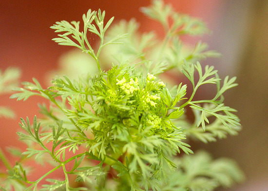 2018 7月 いろいろ9 パクチーの花