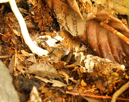 2093-5 新しいキノコ4土の中の菌糸