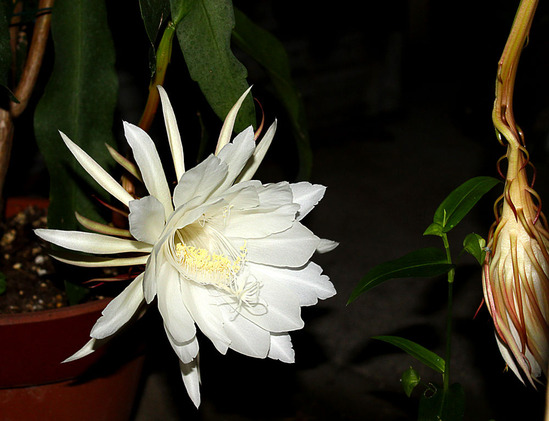 2092-5 月下美人の花 最新