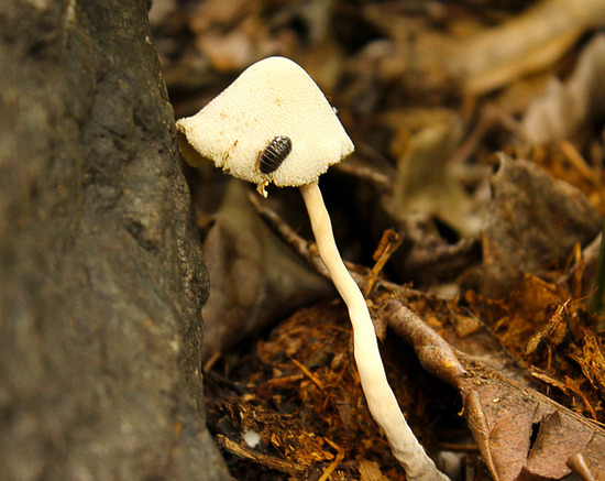 2093-6 キノコにダンゴ虫