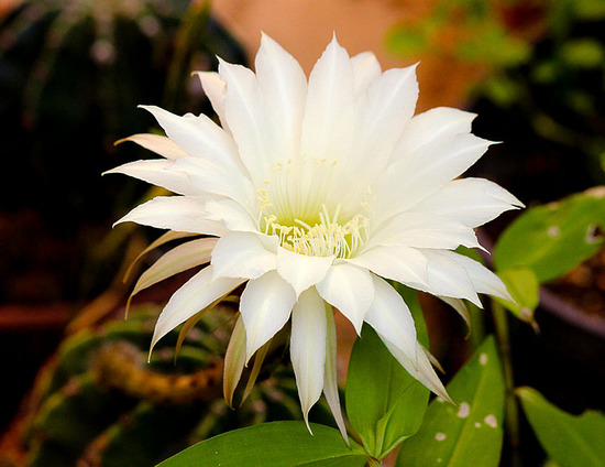 2018 7月 いろいろ4 サボテンの花