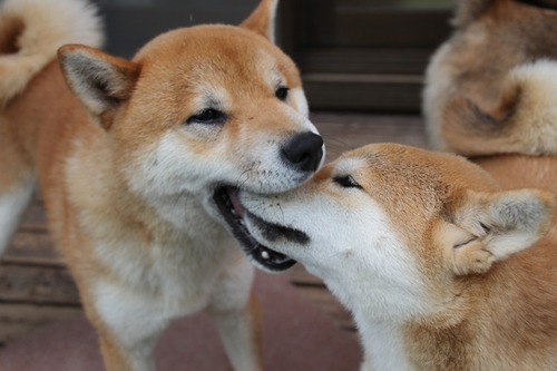 7 008