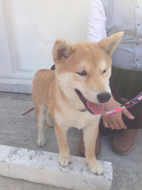 11301390_10152930610031586_122390298_n