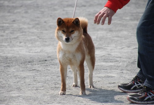 151さくら小町１