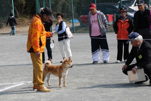 48楊家将1