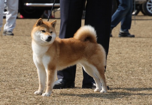 四季オリジナル柴犬 四季オリジナル 柴犬 ぬいぐるみ リアル 昭和レトロ 当時物 シバイヌ