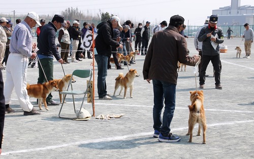 雄壮犬組み