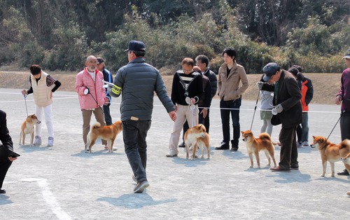 雄成犬ならび