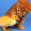 sweet_cat_and_chicken