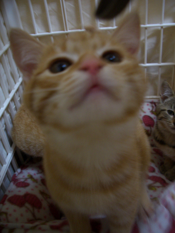 子猫3