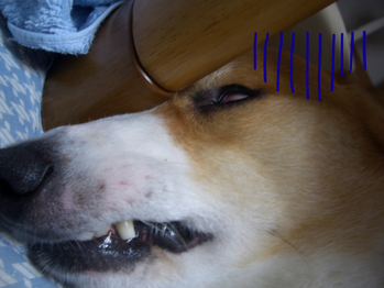 BlogPaint