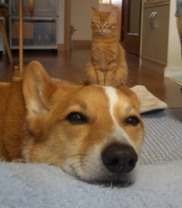 ちゃいワカ