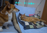 僕のベット
