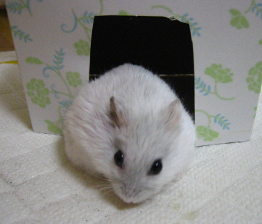 hamu255