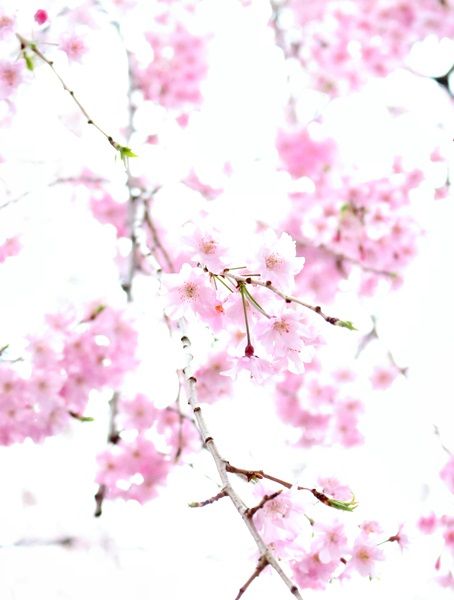 しだれ桜2