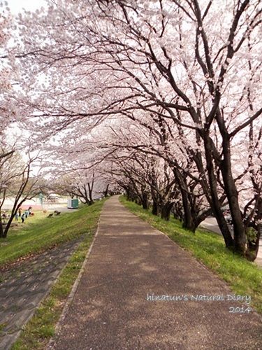 桜500