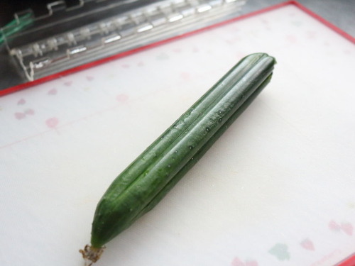 0609クローバー型きゅうり収穫