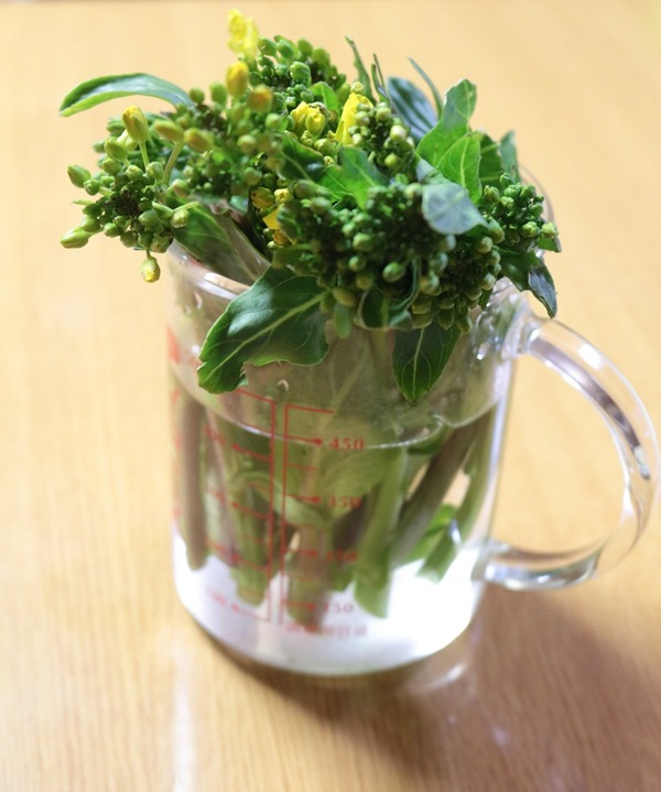菜の花_1000