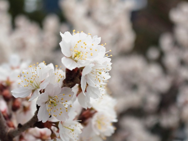 0318隣の桜_1600