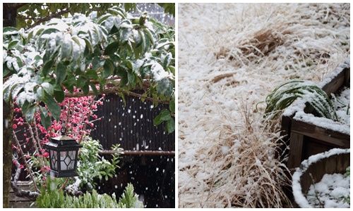 雪