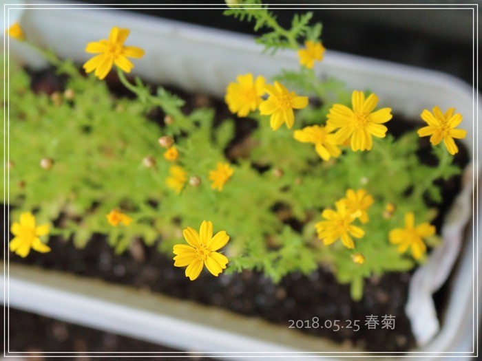 0525春菊