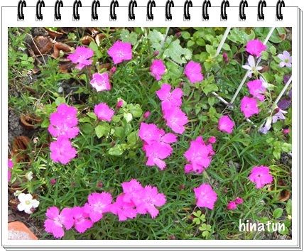 ひなちゅんの!なちゅらる日記-芝桜