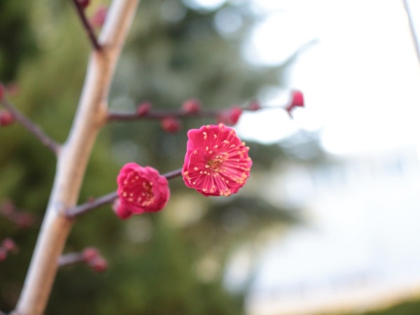 紅梅