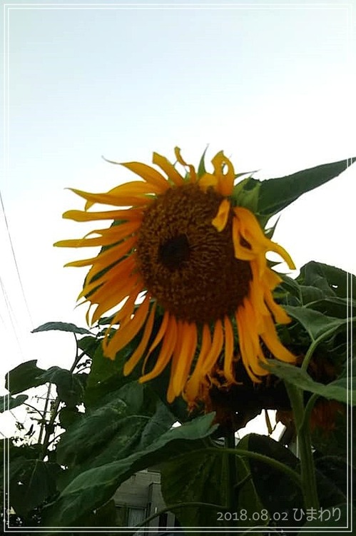 0802ひまわり