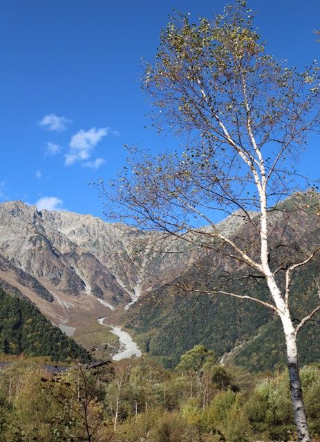 穂高連峰と白樺の木