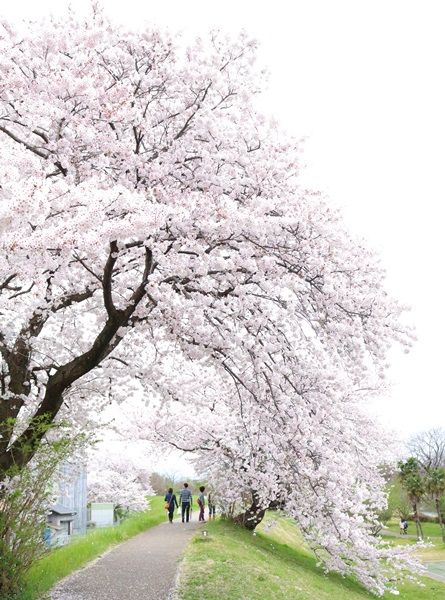 桜のトンネル
