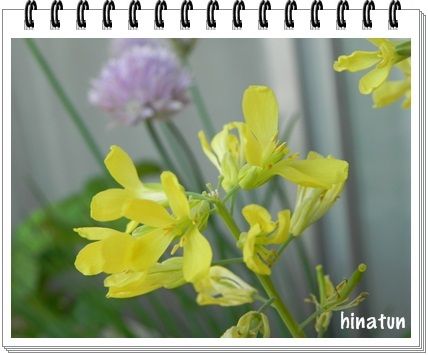 ひなちゅんの!なちゅらる日記-葉牡丹の花
