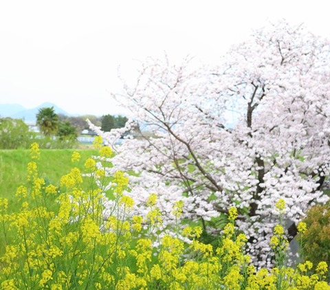 桜と菜の花