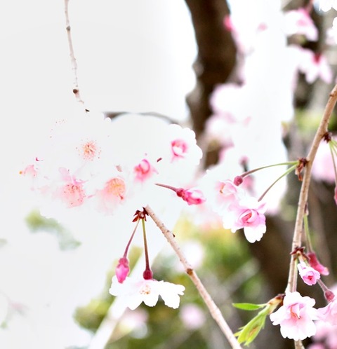 しだれ桜