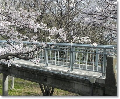 蛍雪橋