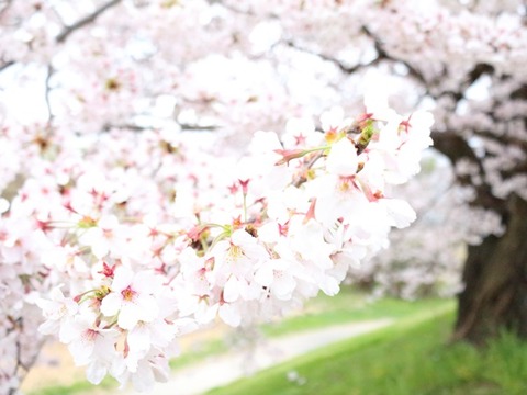 桜3
