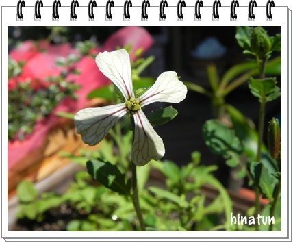 ひなちゅんの!なちゅらる日記-ルッコラの花