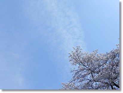 桜と空