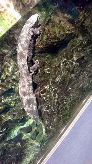 0531京都水族館