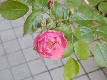 P5200088 (360x270)