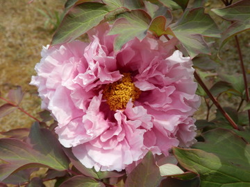 P4220061