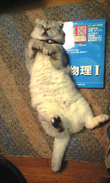 のんた