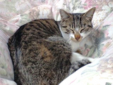 ココアねんね