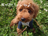 あーらっぷ