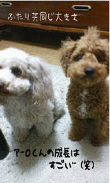 2ショット